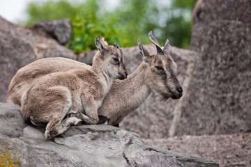 female  goat with a cub (vintorny goat, marhur) on a rock