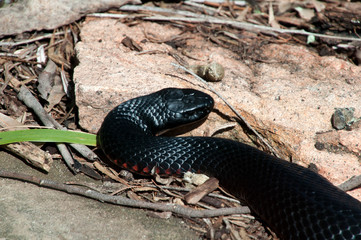 Sydney Australia, Australian red bellied black snake foraging in the garden
