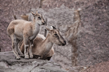 Naklejka na ściany i meble female goat with a cub (vintorny goat, marhur) on a rock