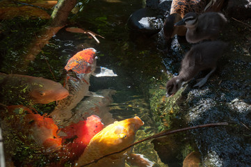 Sydney Australia, ducklings interacting with koi fish at water's edge