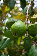熟した沖縄のグァバの実