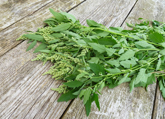 Garden Orach (Atriplex hortensis). Leaves, flowers, seeds. Quinoa twigs with young seed heads on old wooden background. 