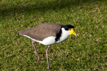 Sydney Australia, native Masked Lapwing walking across lawn in local park