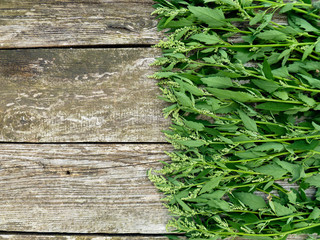 Garden Orach (Atriplex hortensis). Leaves, flowers, seeds. Quinoa twigs with young seed heads on old wooden background. 