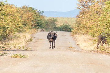 Cape buffalo walking on a gravel road towartds the camera