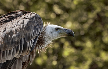 Close-up side view of a griffon vulture (Gyps fulvus) with natural background.