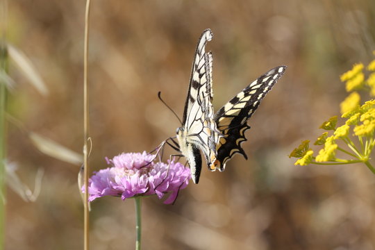 Farfalla in bilico sul fiore