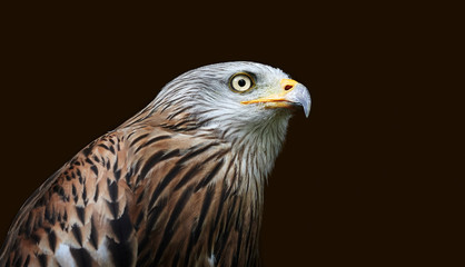 Closeup of a red kite (Milvus milvus) bird of prey isolated on black background