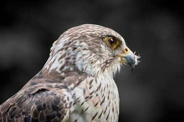 Saker falcon close-up (Falco cherrug) against black background