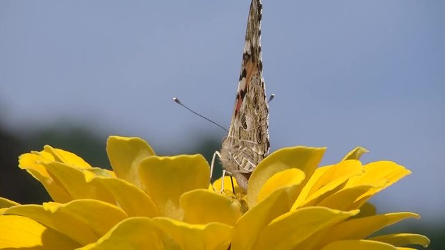 Ein Distelfalter krabbelt auf einer gelben Zinnie