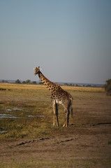 african wilderness