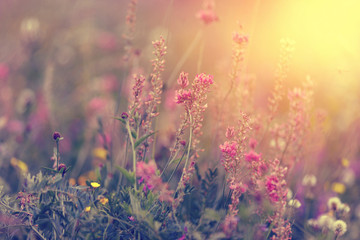 Obraz premium Colorful wild flowers on the meadow and beautiful blurred bokeh background