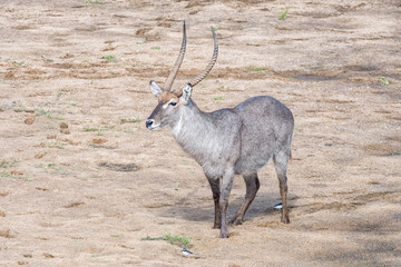 Sideways view of a waterbuck bull