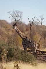 african wilderness
