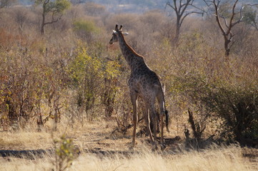 african wilderness