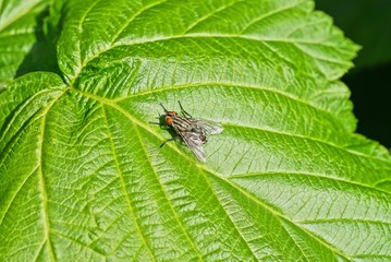 gray little fly sits on a green leaf of a plant in nature