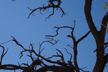 african wilderness