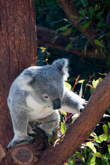 Sydney Australia, native australian koala in tree
