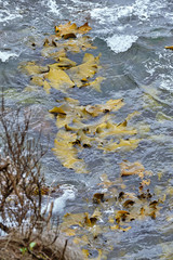 Dense seaweed (kelp) near the coast New Zealand 