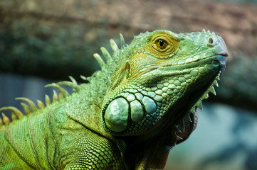 Sydney Australia, green iguana on alert and looking around