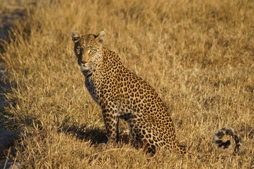 wild leopard