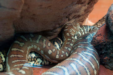 Sydney Australia, centralian carpet python a non-venomous Austrlian snake