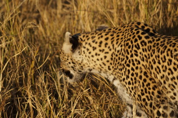 wild leopard