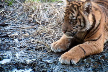 Sydney Australia, young sumatran tiger playing in mud and water