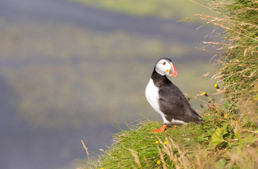 Obraz premium Atlantic Puffin (Fratercula arctica), seabird also known as the common puffin on a cliff in Iceland. Europe.
