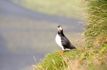 Obraz premium Atlantic Puffin (Fratercula arctica), seabird also known as the common puffin on a cliff in Iceland. Europe.