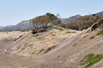 Muriwai Beach, Auckland Area, North Island of New Zealand