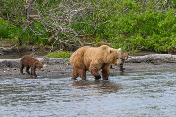Ruling the landscape, brown bears of Kamchatka (Ursus arctos beringianus)