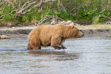 Obraz premium Ruling the landscape, brown bears of Kamchatka (Ursus arctos beringianus)