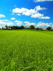 夏の朝の田圃風景