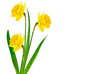 spring flowers narcissus isolated on white background