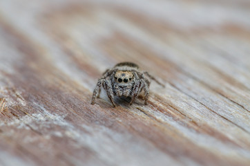 Jumping Spider Near Home