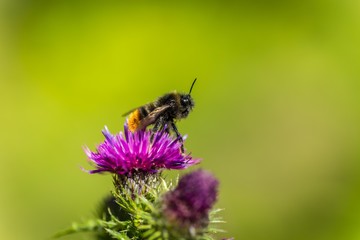 Wild Bee