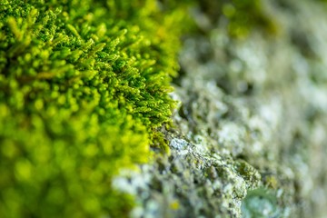 Obraz premium Moss on Stone