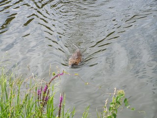 Curious nutria - animal swimming in river water