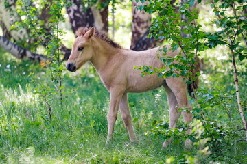 Foal graz in the wood with a herd. Flock of horses
