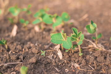 Shoots of green beans sprouts on field close up