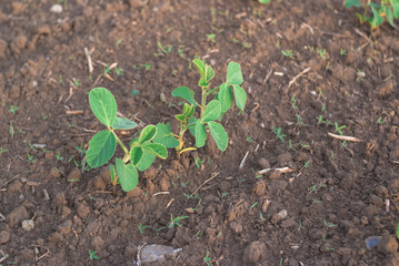 Shoots of green beans sprouts on field close up