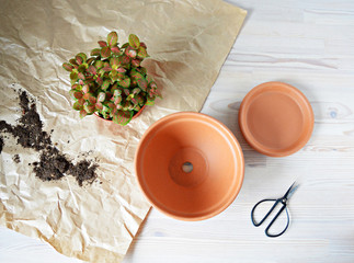 Fittonia skeleton house plant, terracotta pot, soil, kraft paper and black steel scissors on the wooden table	