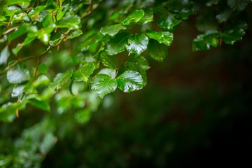 Wet Beech Leaves