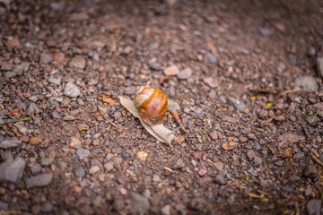 Snail