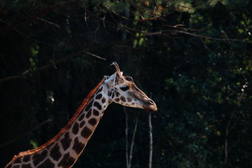 Giraffe head horizontal