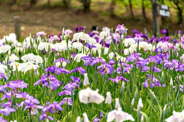 Full bloom of iris at the park in Japan