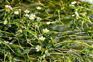Water crowfoot, Ranunculus nipponicus in a stream in Samegai, Shiga prefecture, Japan