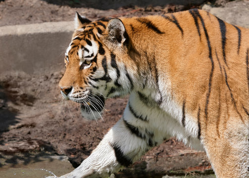 Close up of an Indo-Chinese tiger