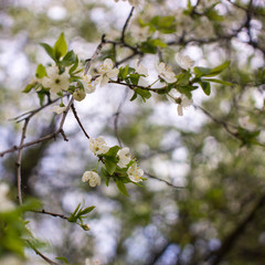 Spring flowering: branches of flowering apple or cherry in the park. White flowers of an apple tree or cherry on a background of nature.